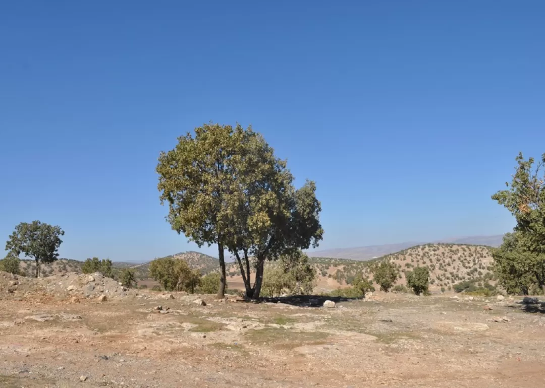 طبیعت زیبای جنگل‌های بلوط در اسلام‌آبادغرب