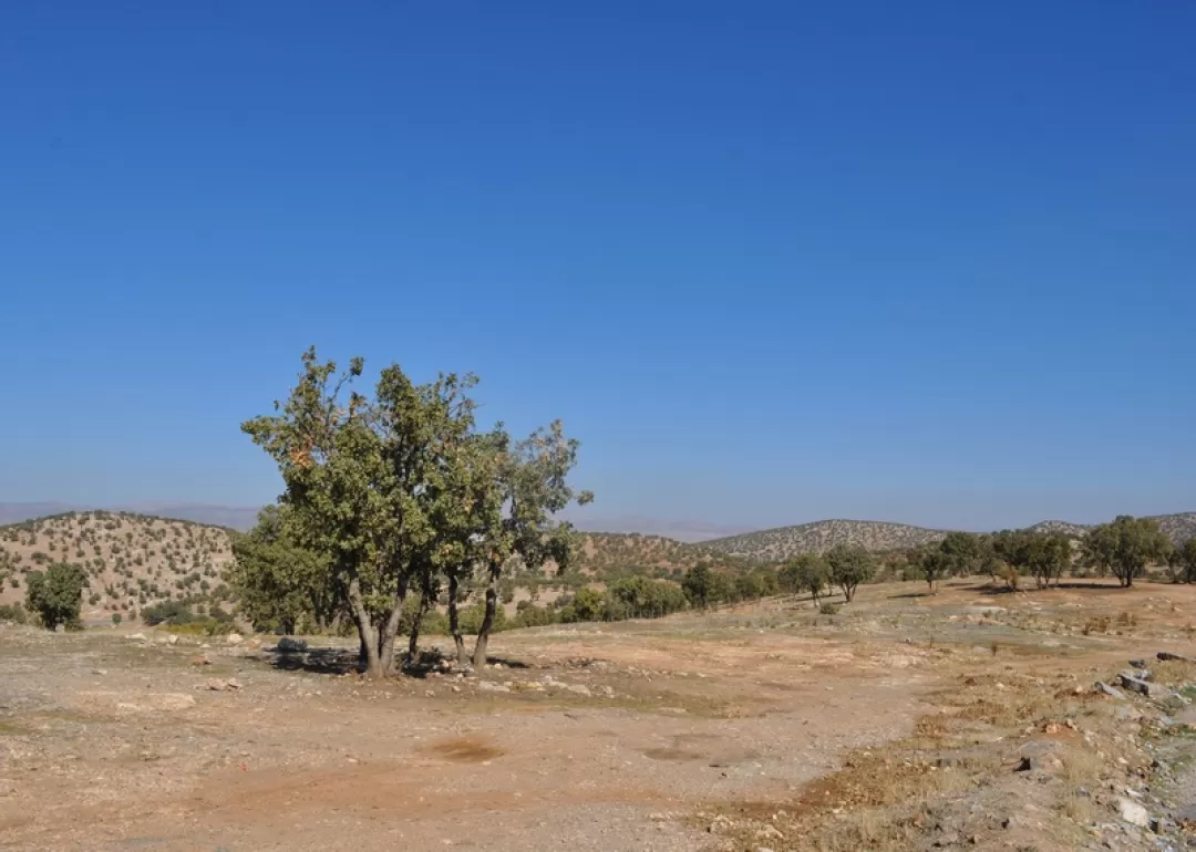 طبیعت زیبای جنگل‌های بلوط در اسلام‌آبادغرب