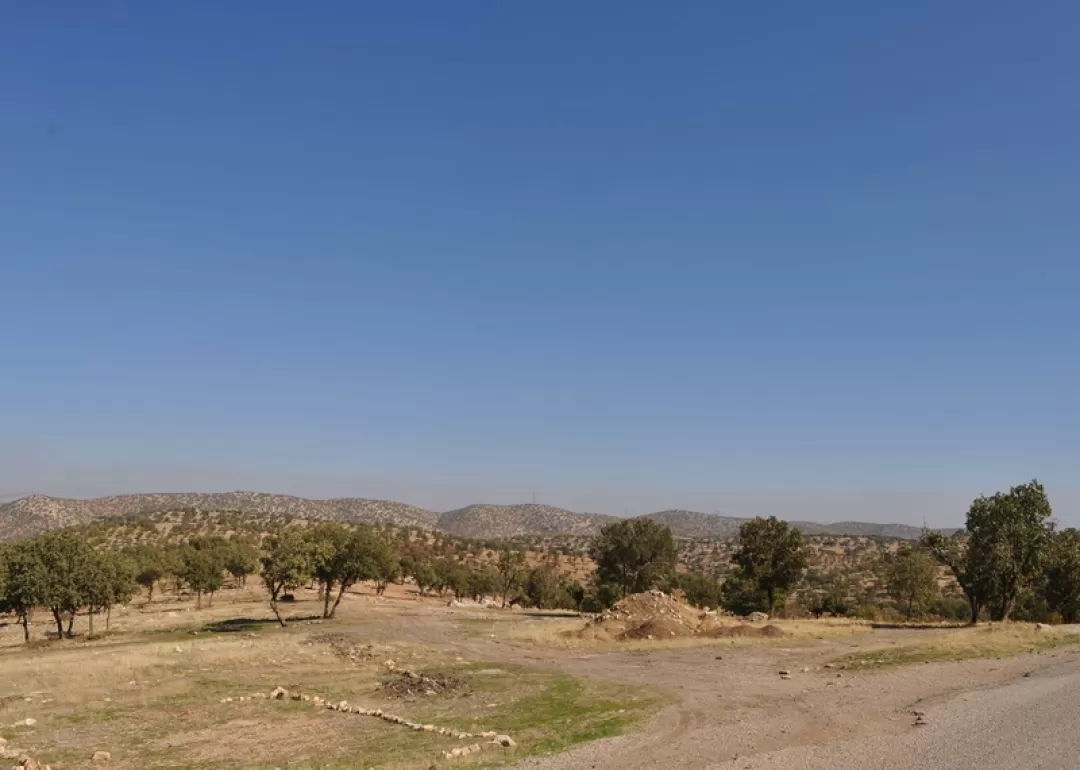 طبیعت زیبای جنگل‌های بلوط در اسلام‌آبادغرب