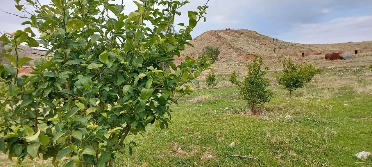 کاشت صدها اصله نهال بادام در پادگان گیلانغرب
