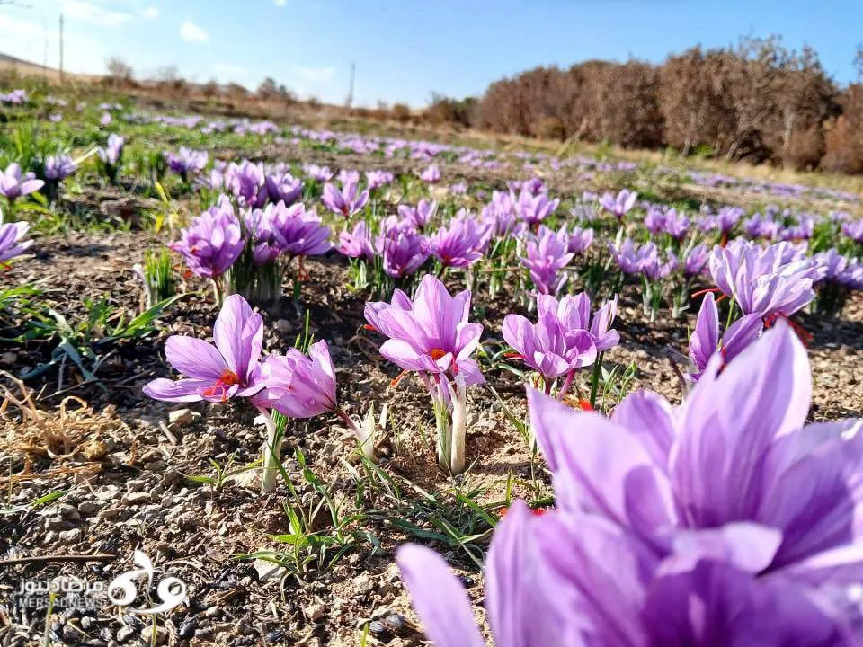 برداشت گل زعفران در هرسین