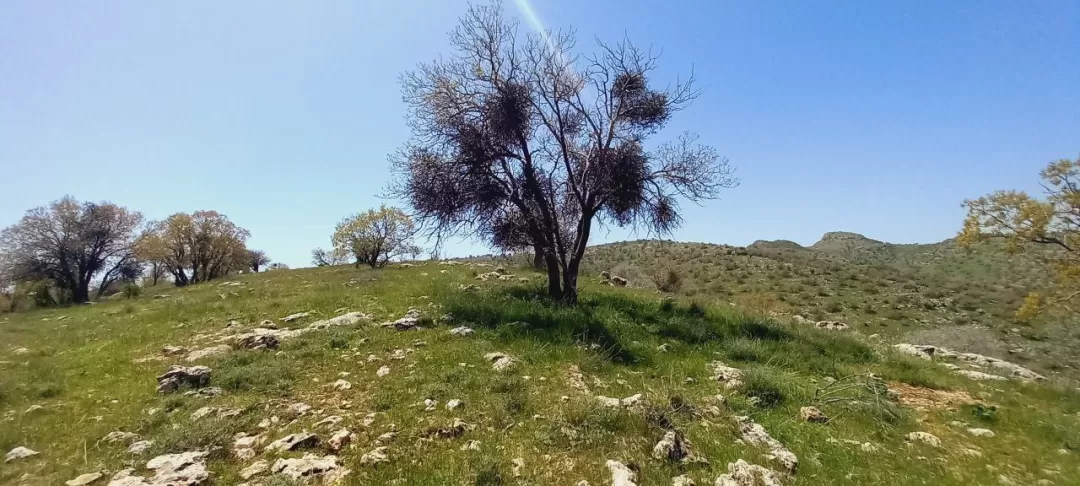 «لورانتوس»؛ کابوس شوم بلوط در گیلانغرب