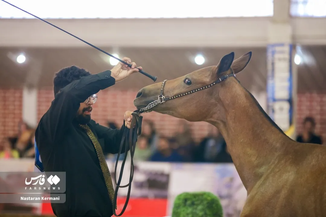 جشنواره زیبایی اسب اصیل ترکمن قهرمانی کشور