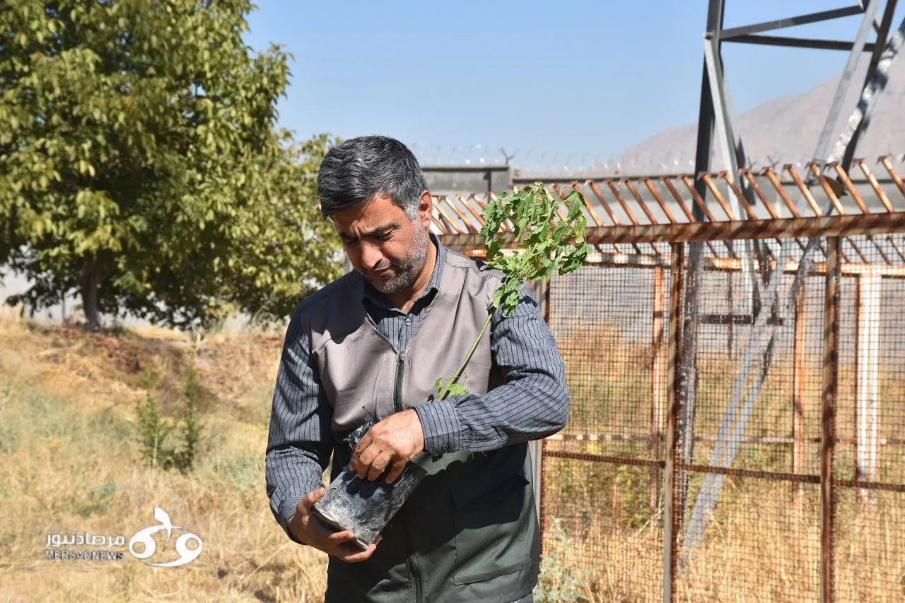 برگزاری پویش ملی «ایران سرسبز» در کرمانشاه