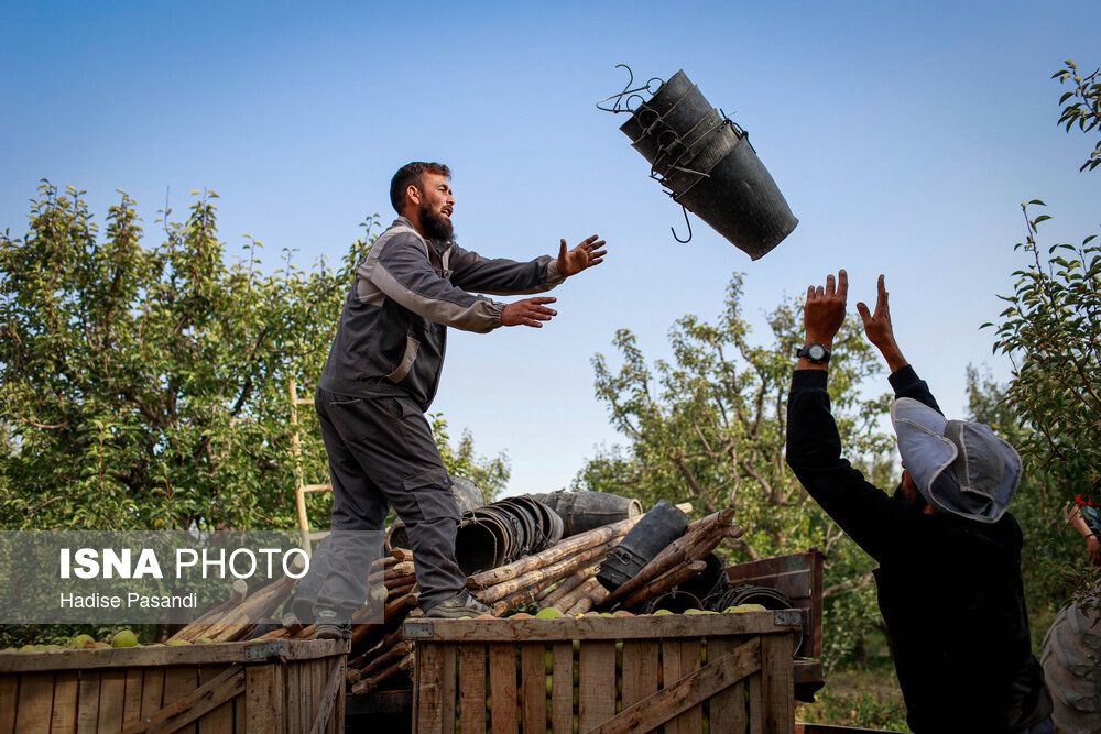 تولید برای محرومیتزدایی؛ باغ گلابی چناران