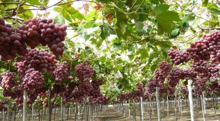 هنر تاکستان؛ چیدن انگور تا شیره و کشمش