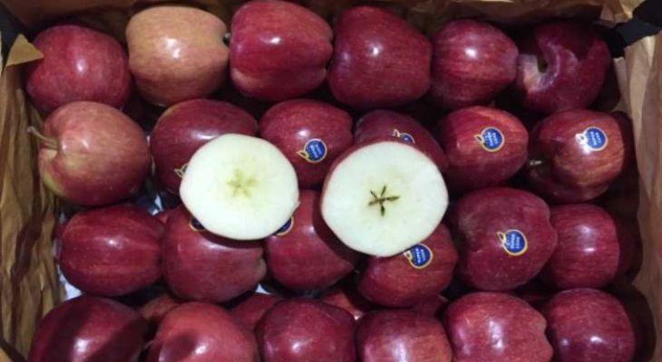 فصل برداشت طلای سرخ مراغه