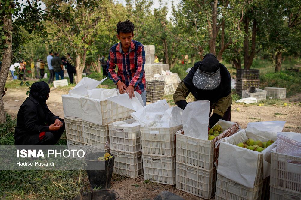 تولید برای محرومیتزدایی؛ باغ گلابی چناران