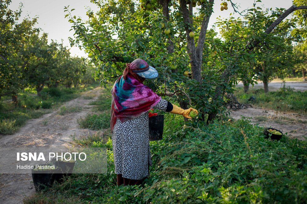 تولید برای محرومیتزدایی؛ باغ گلابی چناران