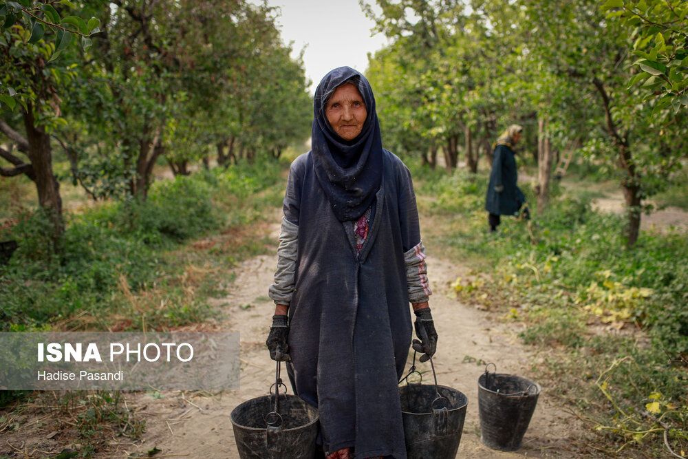 تولید برای محرومیتزدایی؛ باغ گلابی چناران