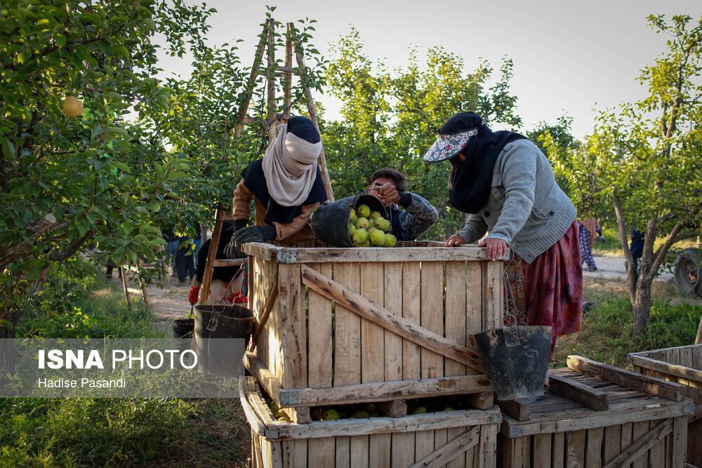 تولید برای محرومیتزدایی؛ باغ گلابی چناران