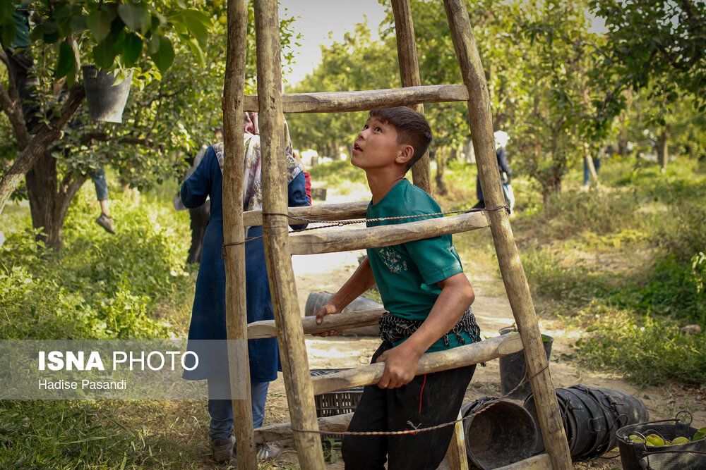 تولید برای محرومیتزدایی؛ باغ گلابی چناران