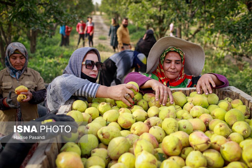 تولید برای محرومیتزدایی؛ باغ گلابی چناران