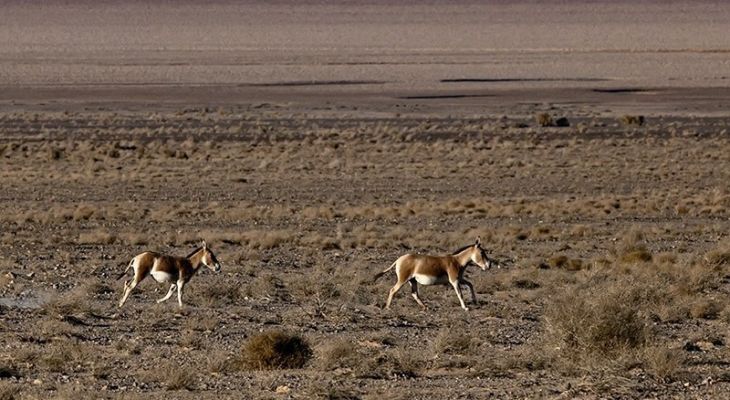 احیای گورخر ایرانی در پارک ملی کویر