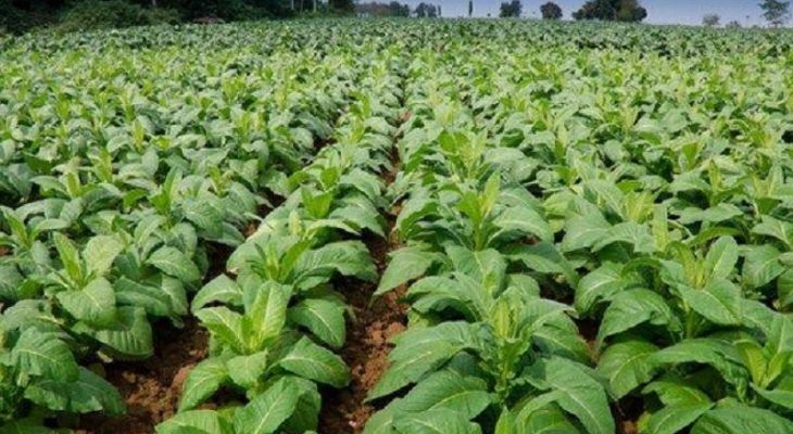 برداشت توتون در گلستان