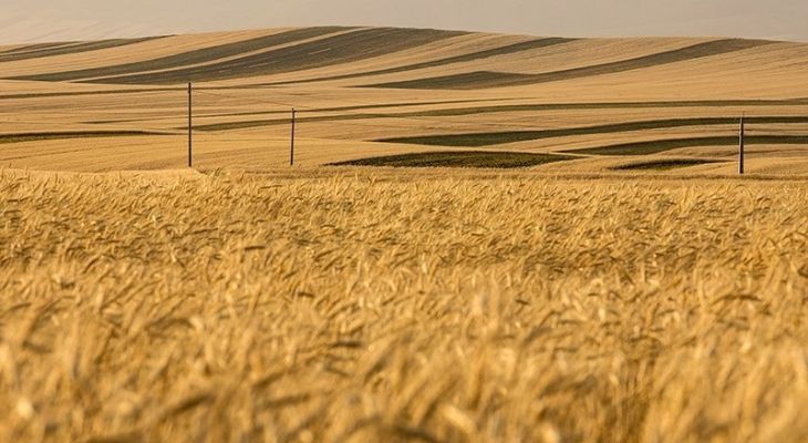 آغاز کاشت گندم در لرستان