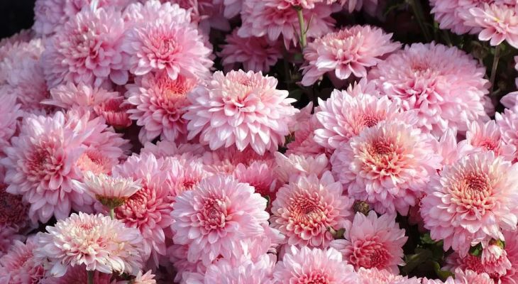 جشنواره گل‌های داوودی