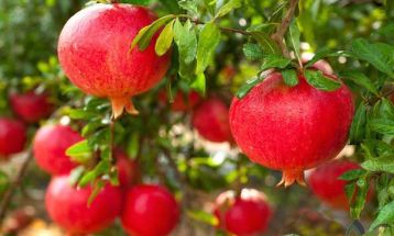 جایگاه ممتاز انار روستای ساتیاری‌ در پاوه