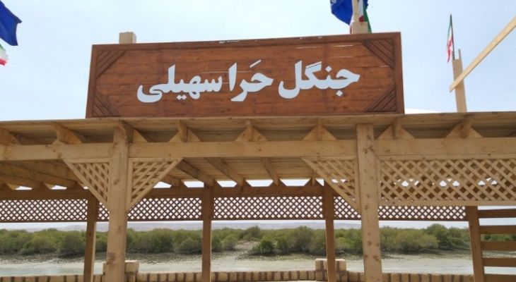 جنگل حرا سهیلی؛ شگفتی سبز قشم