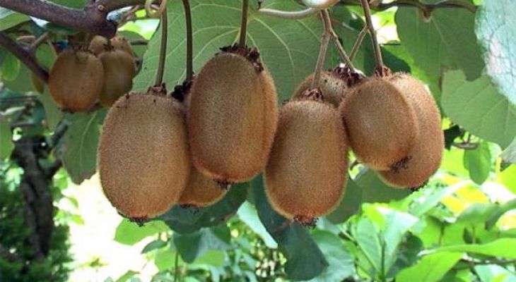 برداشت کیوی روی شانه زنان شمال