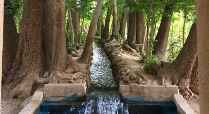 چنارهای سرخ‌پوش پهلوان‌پور