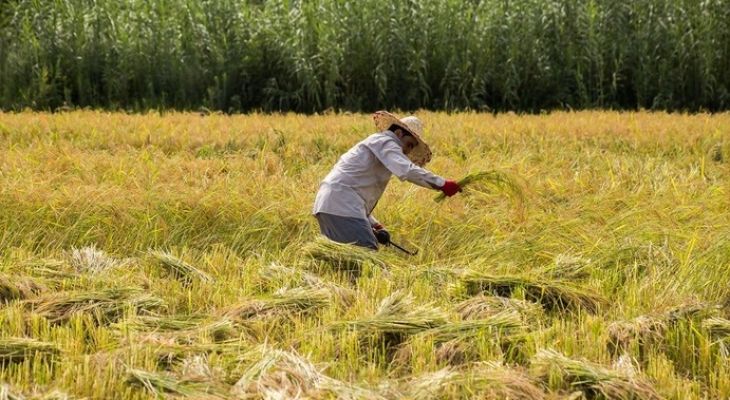 برداشت برنج در ارتفاعات مازندران