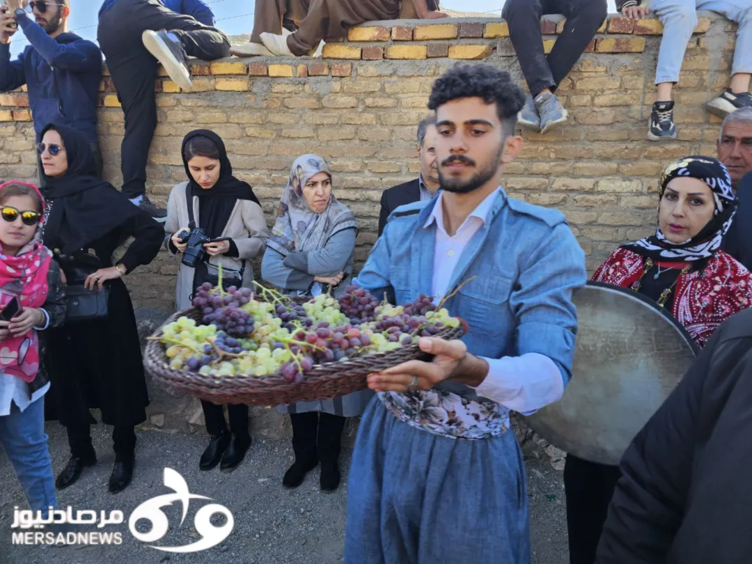 دومین جشنواره انگور کندوله در شهرستان صحنه