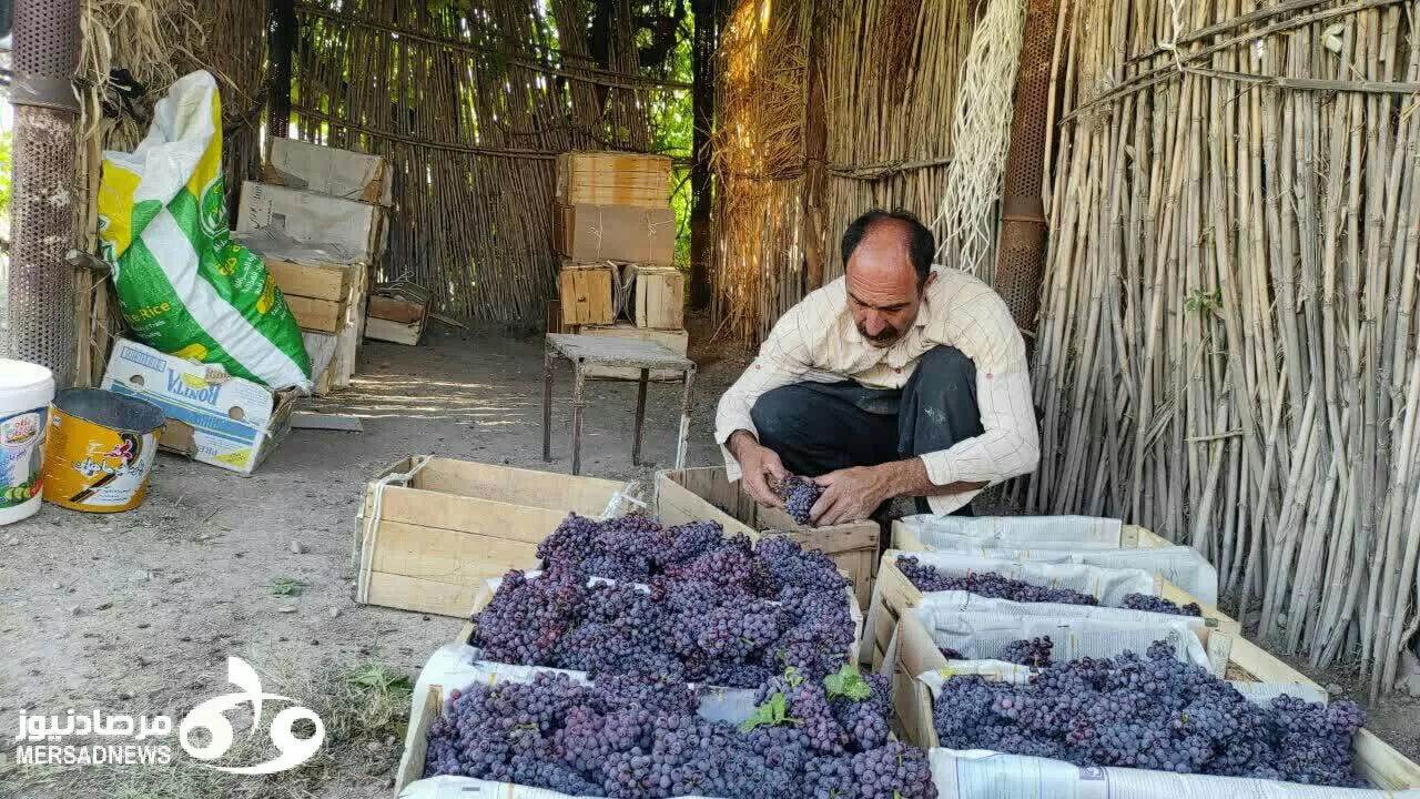 آغاز برداشت انگور یاقوتی از باغات سرپل‌ذهاب