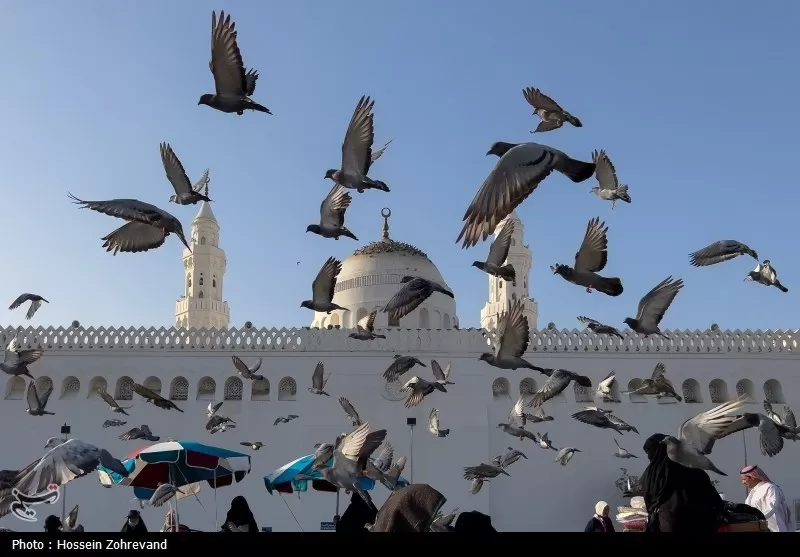 زیارت دوره زائران در مدینه منوره