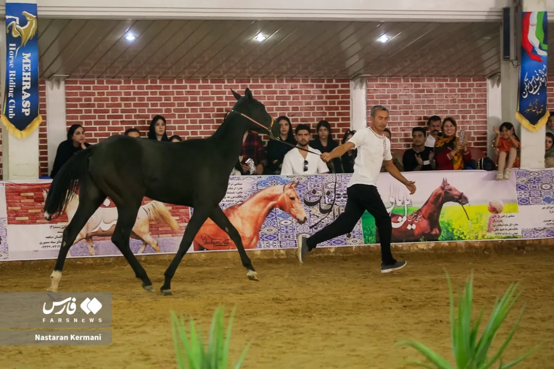 جشنواره زیبایی اسب اصیل ترکمن قهرمانی کشور