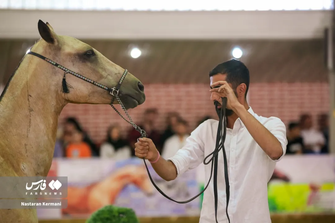 جشنواره زیبایی اسب اصیل ترکمن قهرمانی کشور