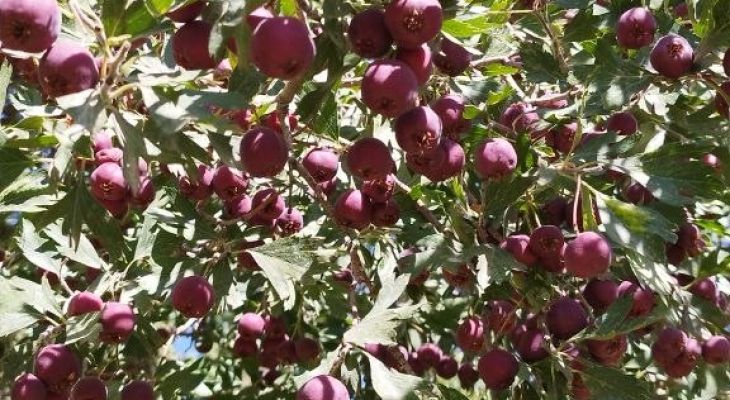 گویژهای کوهستان؛ رنگین‌کمانی پائیزی در باغات ثلاث باباجانی