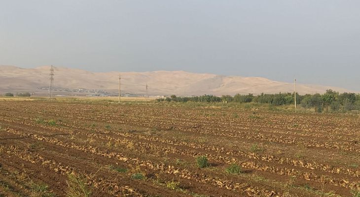 آغاز برداشت چغندر قند در روستای حسین‌آباد کرمانشاه